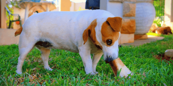 Bone Marrow Bones for Dogs - Bully Sticks Central