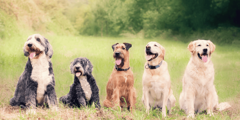 Bone Treats For Dogs - Bully Sticks Central