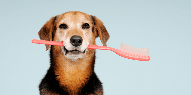 Discount toothbrush bones for dogs Free Shipping