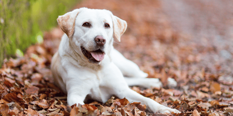 Breath Freshening Dog Treats - Bully Sticks Central