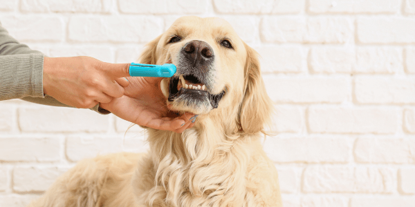 Golden online retriever toothbrush