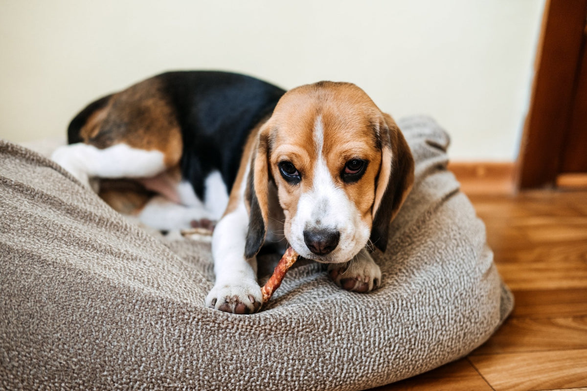 Bully Sticks for Dogs A Tasty High Protein Dog Treat