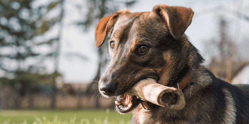 Bully Sticks Made Without Chemicals - Bully Sticks Central