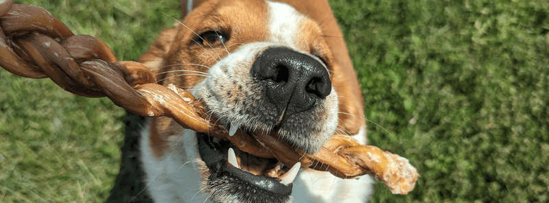 Bully Sticks or Rawhide Chews: What's Best for Our Furry Friends? - Bully Sticks Central