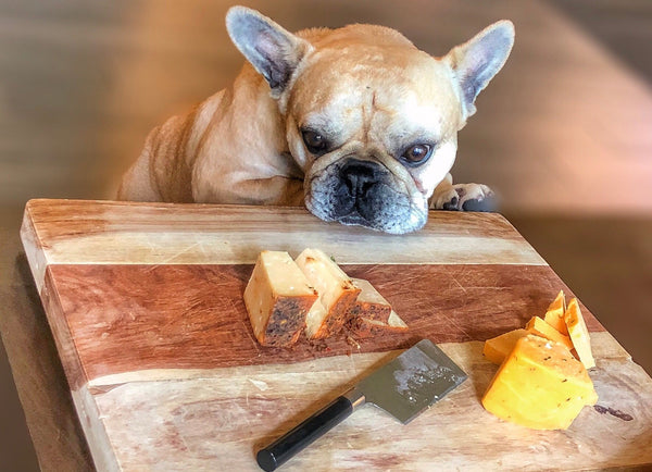 Can dogs eat cheese? What you should know and avoid. - Bully Sticks Central