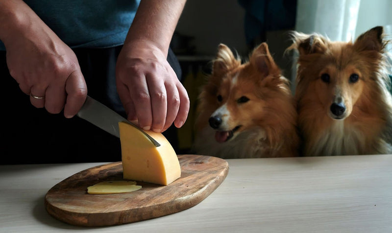 Can Dogs Eat Provolone Cheese? Safety, Risks, and Benefits