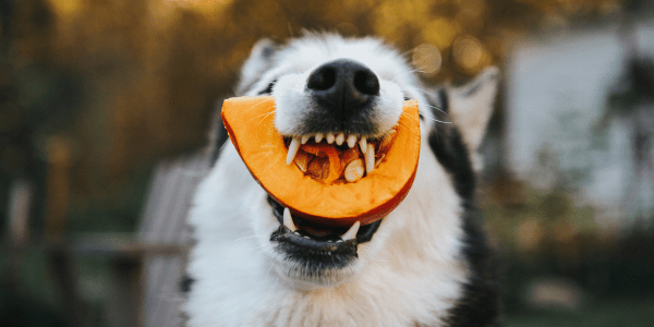 Can Dogs Eat Pumpkin? A Deep Dive into the Seasonal Delight! - Bully Sticks Central