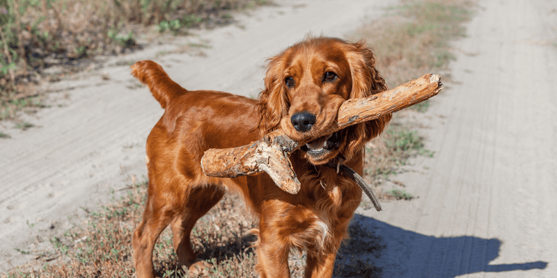 What Foods Cause Kidney Stones in Dogs: Avoid These!