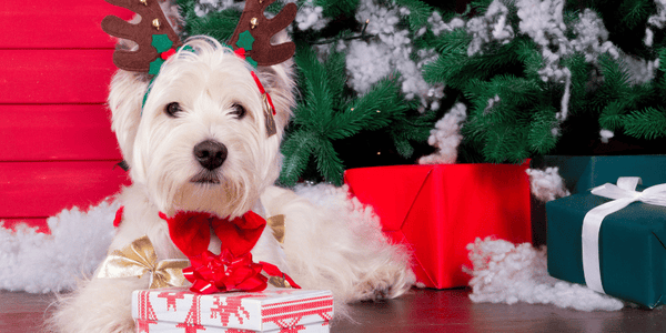 Candy Cane Dog Treats - Bully Sticks Central