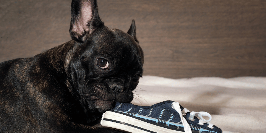 Why Do Dogs Chew? Canine Chewing Explained