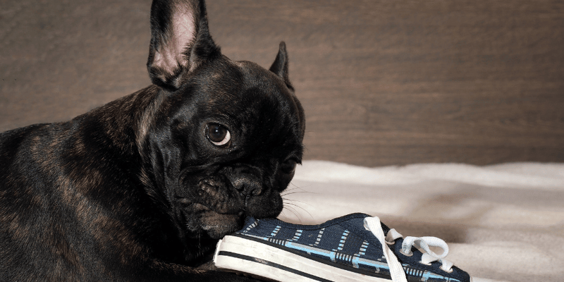 Canine Chewing - Bully Sticks Central