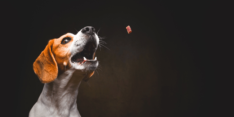 Canine Dog Treats - Bully Sticks Central