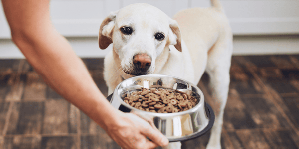 Carob Powder Dog Treat Recipes - Bully Sticks Central