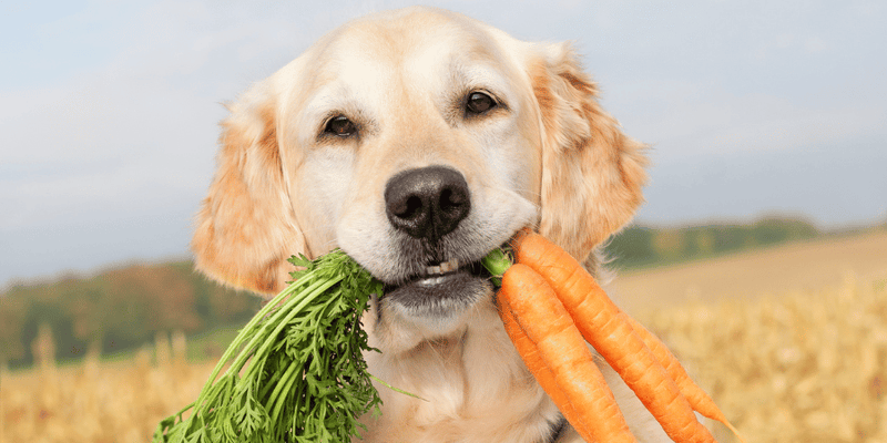 Carrots As Dog Treats - Bully Sticks Central