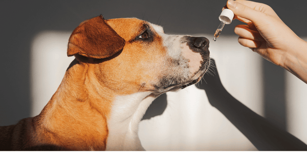 CBD Dog Treats - Bully Sticks Central