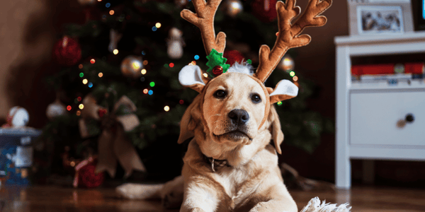 Celebrating Safely: How to Take Care of Your Dog Around Christmas - Bully Sticks Central