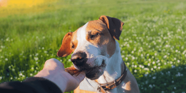 Charcoal Dog Treats - Bully Sticks Central