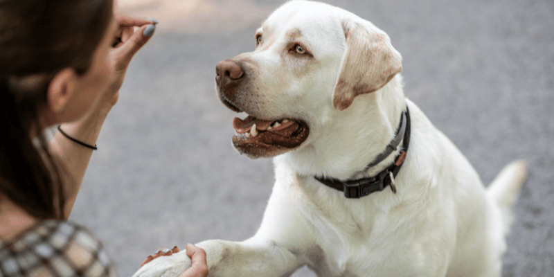 Cheap Training Treats For ogs - Bully Sticks Central