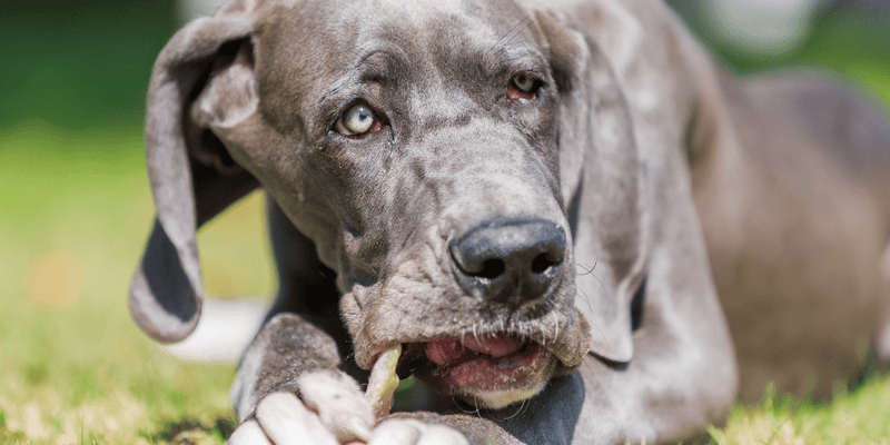 Chews - Bully Sticks Central