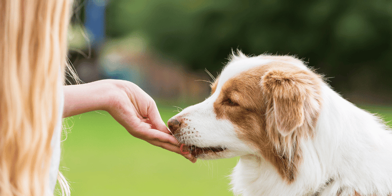 Chicken Jerky Dog Treats Recipe - Bully Sticks Central