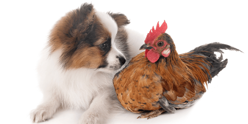 Chicken Liver Dog Treats - Bully Sticks Central
