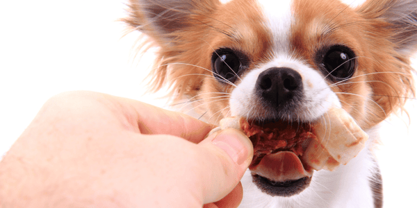 Chihuahua Chewing - Bully Sticks Central