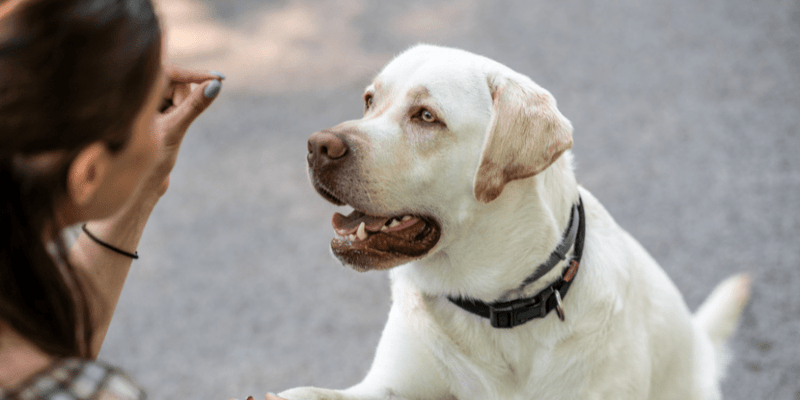 Choosing the Safest Dog Treats A Tale of Caution and Care with Baxter