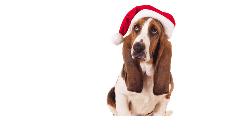 Christmas Dog Treat Recipes - Bully Sticks Central