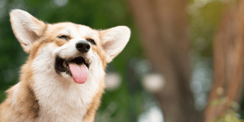 Corgi Treats - Bully Sticks Central