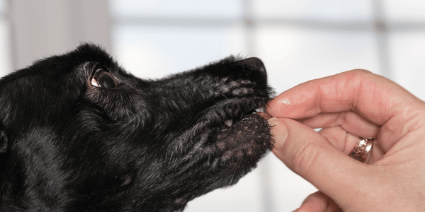 Cranberry Dog Treats Recipe - Bully Sticks Central