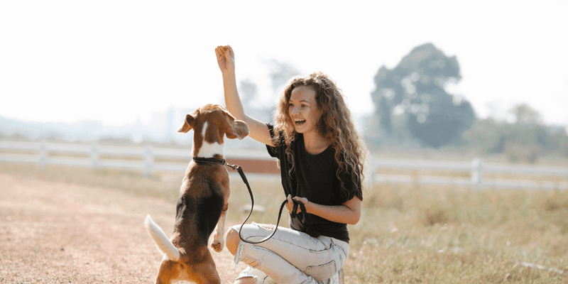 Dehydrated Dog Treats - Bully Sticks Central