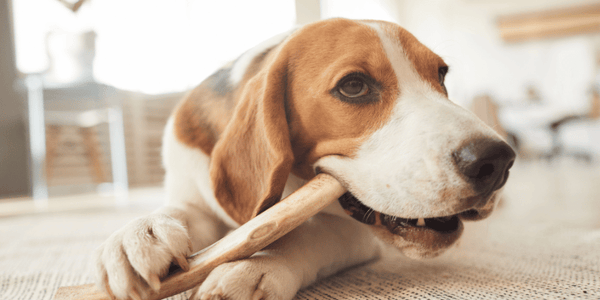 Dehydrator Dog Treats - Bully Sticks Central