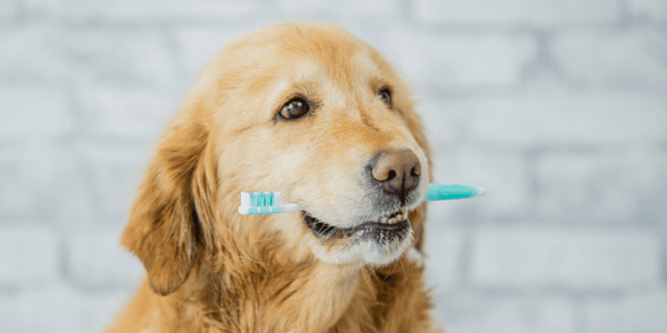 Dental Treats - Bully Sticks Central