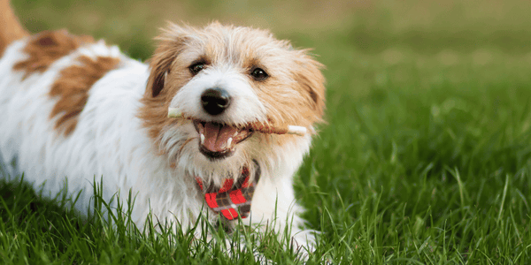 Dental Treats for Dogs - Bully Sticks Central