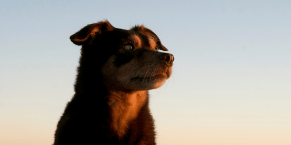 Diabetic Dog Treat Recipes With Pumpkin and Oatmeal - Bully Sticks Central