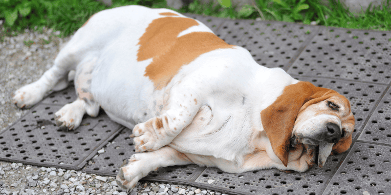 Diabetic Treats For Dogs