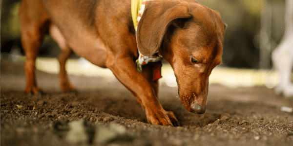Digging Deep: Unearthing the Secrets to Stopping Your Dog’s Digging Habit - Bully Sticks Central