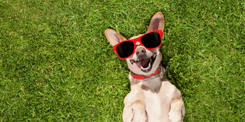 Discovering the Best Treats for Dogs Baxter s Guide to Tasty and Heal