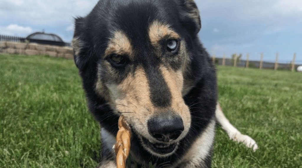 Bully sticks pets at 2024 home