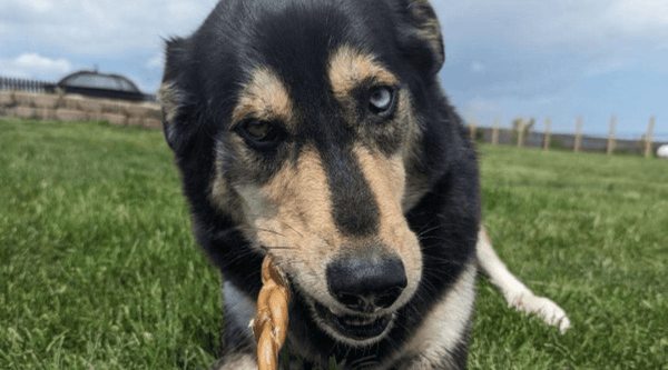 Diy top bully sticks