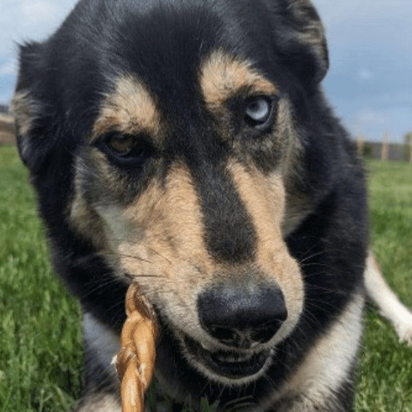 Make your own bully sticks hotsell