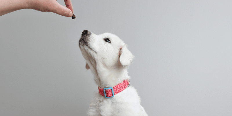 DIY Dog Treats - Bully Sticks Central