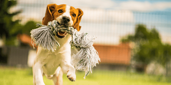 DIY Healthy Dog Treats - Bully Sticks Central