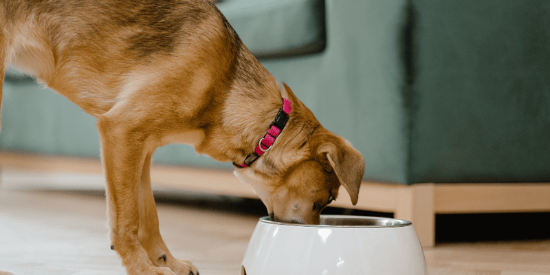 DIY Kidney Dog Treats - Bully Sticks Central