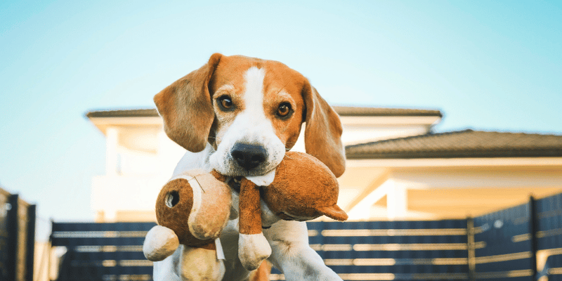 DIY Soft Dog Treats - Bully Sticks Central