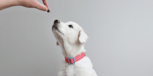 diy dog treats