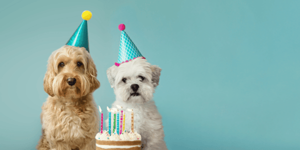 Dog Birthday Treats - Bully Sticks Central