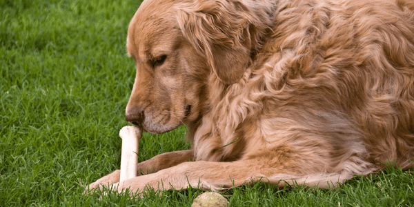 Dog Bone Treats - Bully Sticks Central