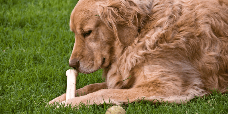 Dog Bone Treats - Bully Sticks Central