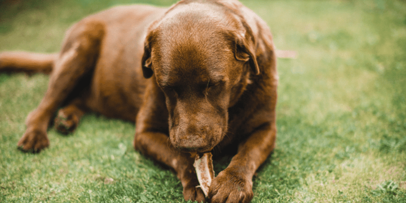Dog Bones in Bulk - Bully Sticks Central